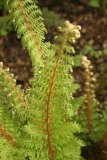 Polystichum aculeatum RCP4-09 1102.jpg